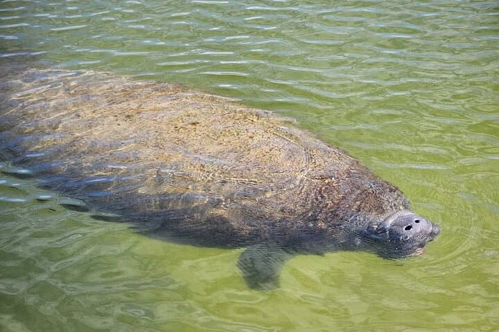 Shell Key Kayak Tour with Capt Yak — Mangrove Tunnels & Wildlife photo 2