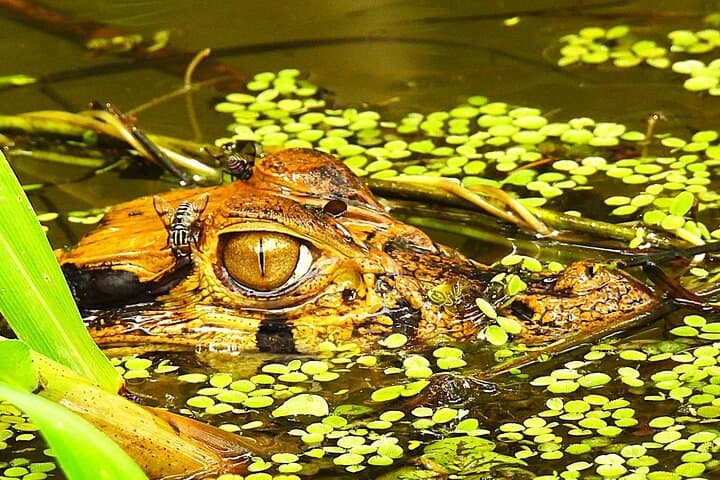 Iquitos 3-Day Amazon Expedition: Jungle Lodge, Wildlife & River Cruises