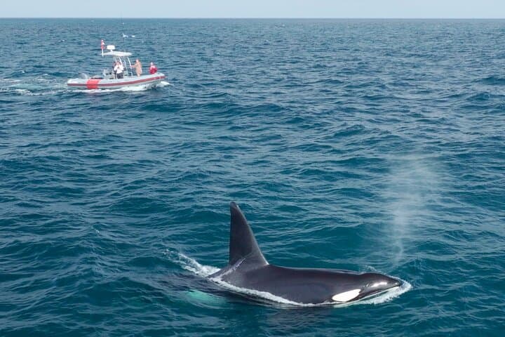 Private Whale Watching in San Diego on a Premium Zodiac from Seaforth Marina photo 5