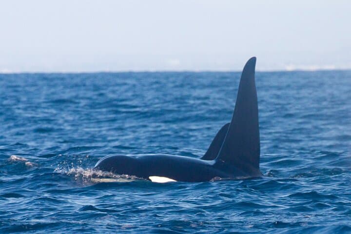Private Whale Watching in San Diego on a Premium Zodiac from Seaforth Marina photo 6