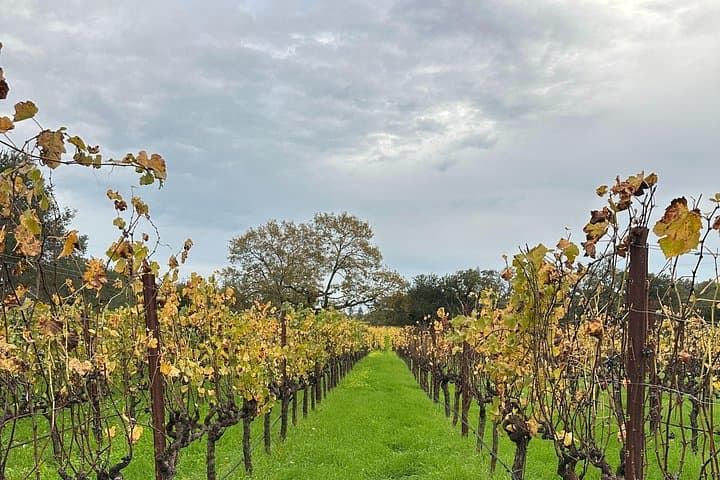 Private 6-Hour Napa & Sonoma Wine Tour — Priority Wine Pass 2-for-1 Tastings photo 6