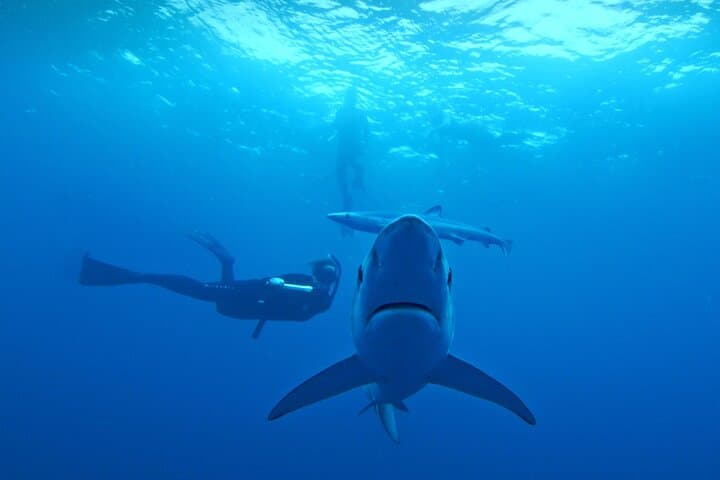 San Diego Blue Shark Snorkel & Zodiac Expedition