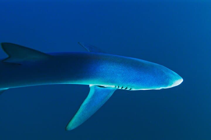 San Diego Blue Shark Snorkel & Zodiac Expedition photo 5