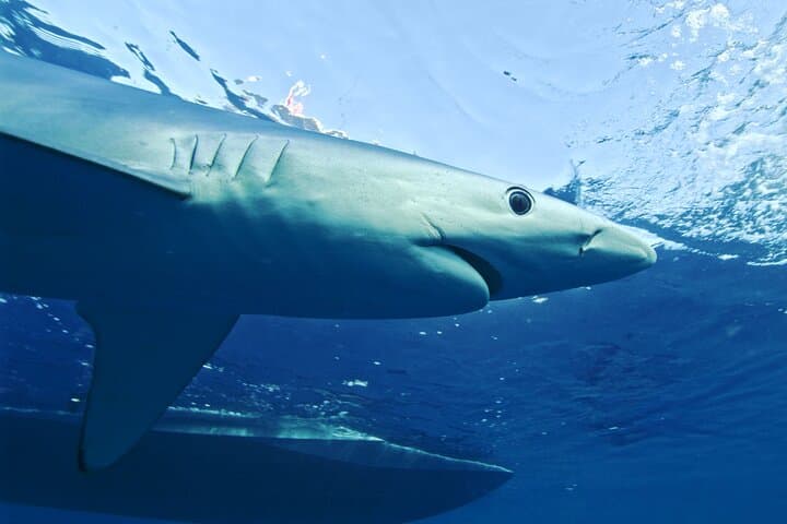 San Diego Blue Shark Snorkel & Zodiac Expedition photo 4