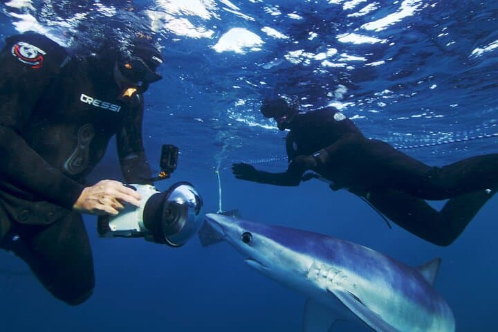 San Diego Blue Shark Snorkel & Zodiac Expedition photo 2
