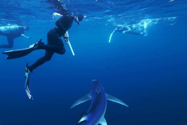 San Diego Blue Shark Snorkel & Zodiac Expedition photo 6