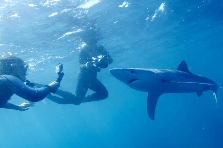 San Diego Blue Shark Snorkel & Zodiac Expedition photo 3
