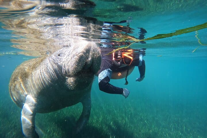 Crystal River Manatee Snorkel: Small-Group, In-Water Photos Included photo 4