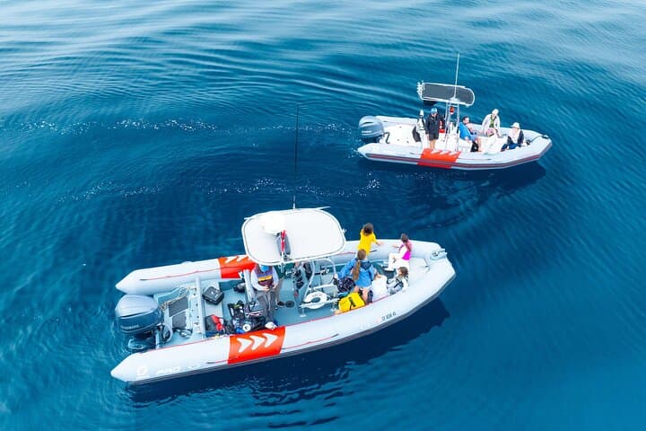 Private Whale Watching in San Diego on a Premium Zodiac from Seaforth Marina photo 3