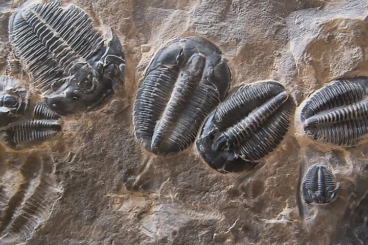 Fossil Dig at Utah Trilobite Quarry — 2-Hour Access Near Delta