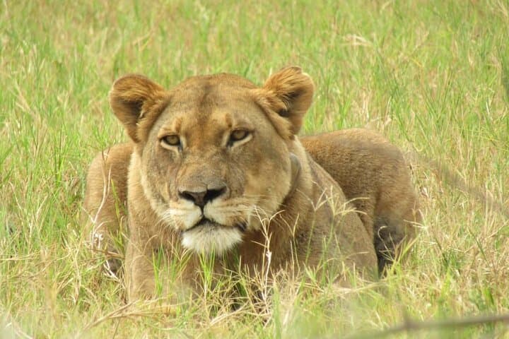 2-Day Akagera Camping Safari: Night Game Drives, Lake Ihema Boat Safari & Camping photo 4