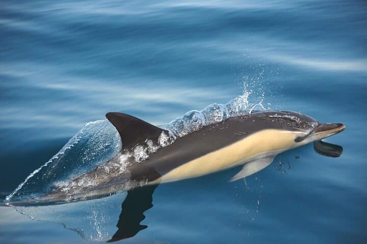 Dolphin-Watching Adventure in Setúbal: Sado Estuary Semi-Rigid Boat Tour