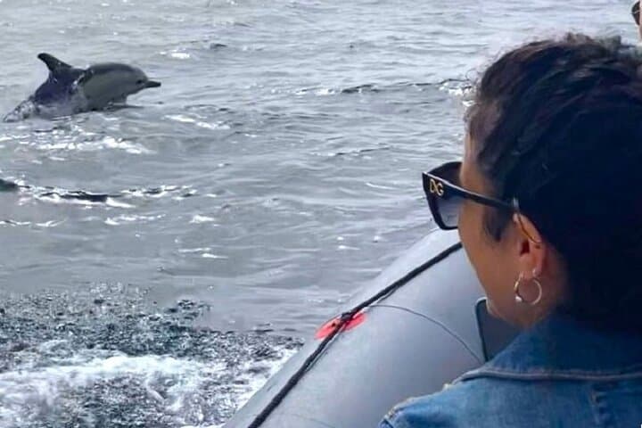 Dolphin-Watching Adventure in Setúbal: Sado Estuary Semi-Rigid Boat Tour photo 2