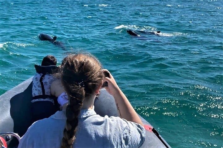 Dolphin-Watching Adventure in Setúbal: Sado Estuary Semi-Rigid Boat Tour photo 3
