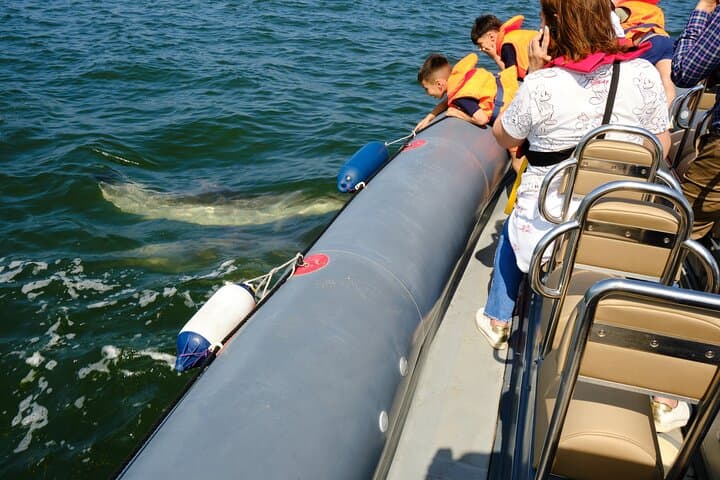 Dolphin-Watching Adventure in Setúbal: Sado Estuary Semi-Rigid Boat Tour photo 4