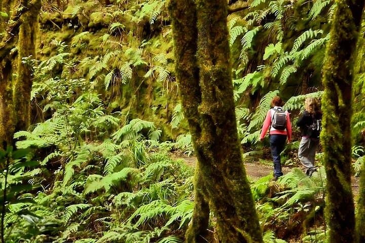 Guided Hike through Tenerife’s Anaga Laurel Forest: Mirador Cruz del Carmen Trail photo 2