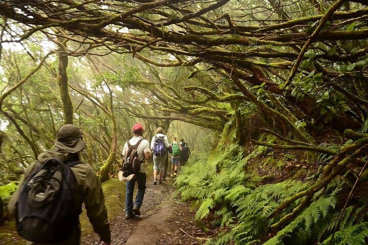 Guided Hike through Tenerife’s Anaga Laurel Forest: Mirador Cruz del Carmen Trail