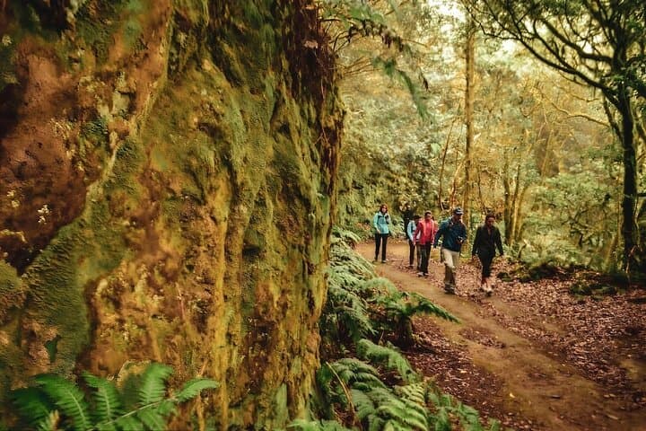 Guided Hike through Tenerife’s Anaga Laurel Forest: Mirador Cruz del Carmen Trail photo 3