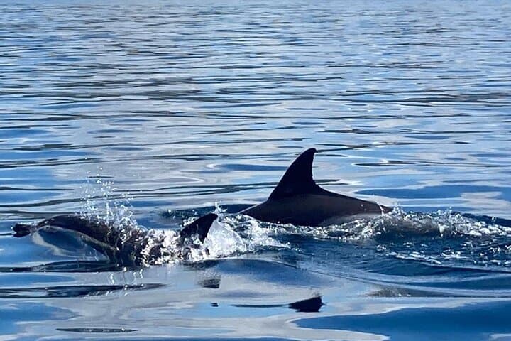 Dolphin-Watching Adventure in Setúbal: Sado Estuary Semi-Rigid Boat Tour photo 6