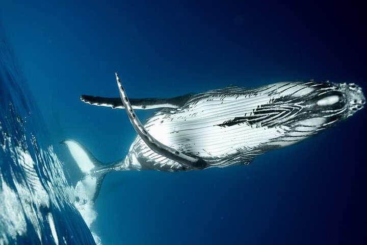 Respectful Whale Watching Excursion from Papeete — Half-Day Tahiti Humpback Tour photo 2