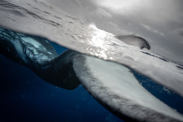 Respectful Whale Watching Excursion from Papeete — Half-Day Tahiti Humpback Tour photo 4