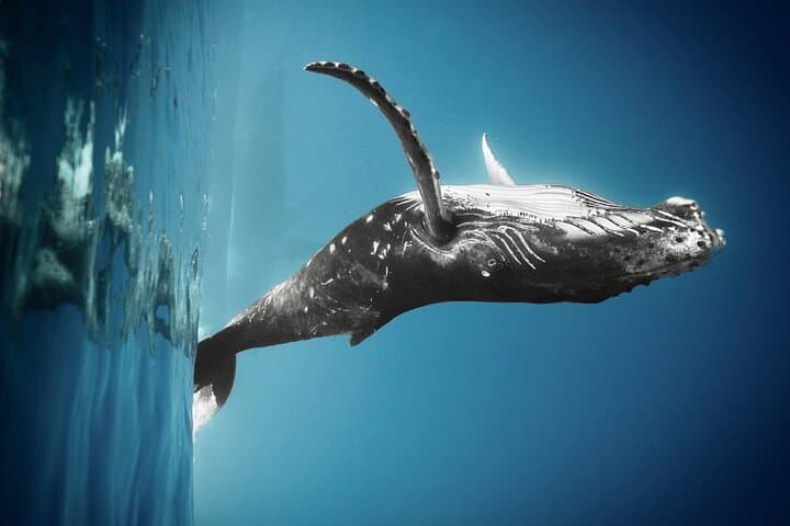Respectful Whale Watching Excursion from Papeete — Half-Day Tahiti Humpback Tour photo 3