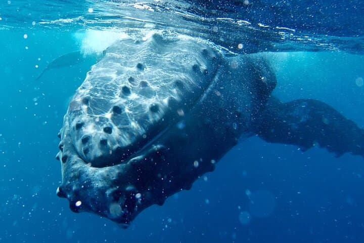 Respectful Whale Watching Excursion from Papeete — Half-Day Tahiti Humpback Tour photo 6