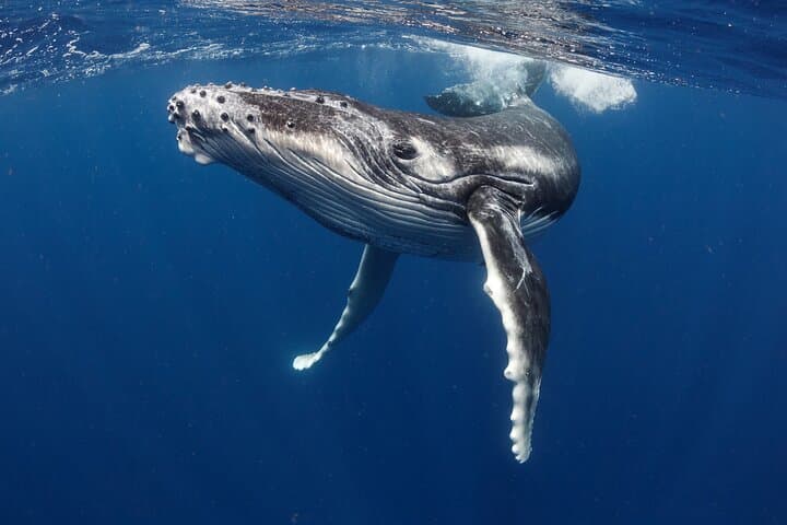 Respectful Whale Watching Excursion from Papeete — Half-Day Tahiti Humpback Tour