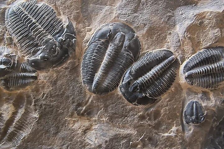 Full-Day Trilobite Dig: Quarry Access Near Delta, Utah photo 4