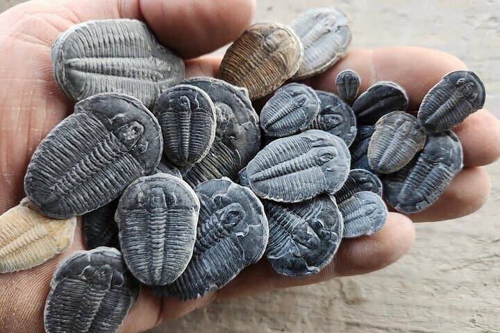 Full-Day Trilobite Dig: Quarry Access Near Delta, Utah photo 2