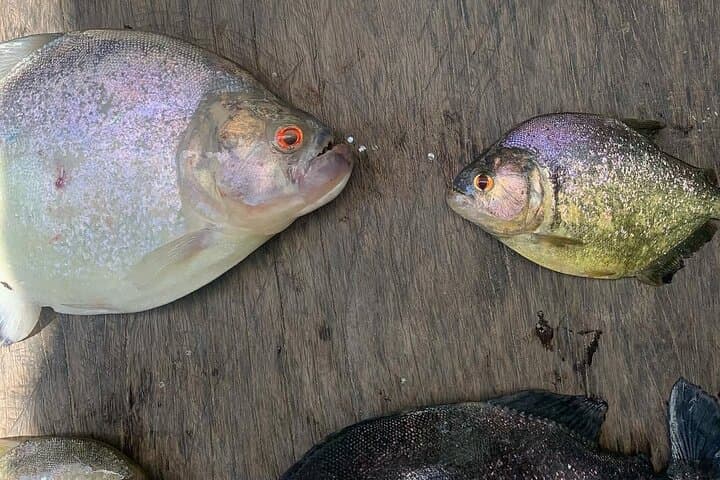 Full-Day Lake Valencia: Fishing, Wildlife & Rainforest Along Tambopata photo 4