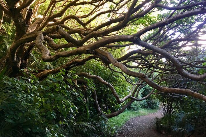 Auckland Full-Day Sightseeing Tour: Volcano Views, West Coast Beaches & Devonport