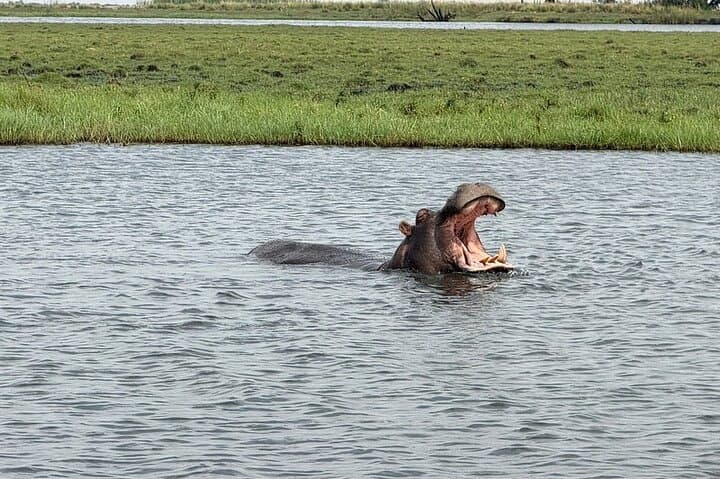 Upper Zambezi Float, Game Drive & White Rhino Walking Safari — Livingstone Adventure photo 4