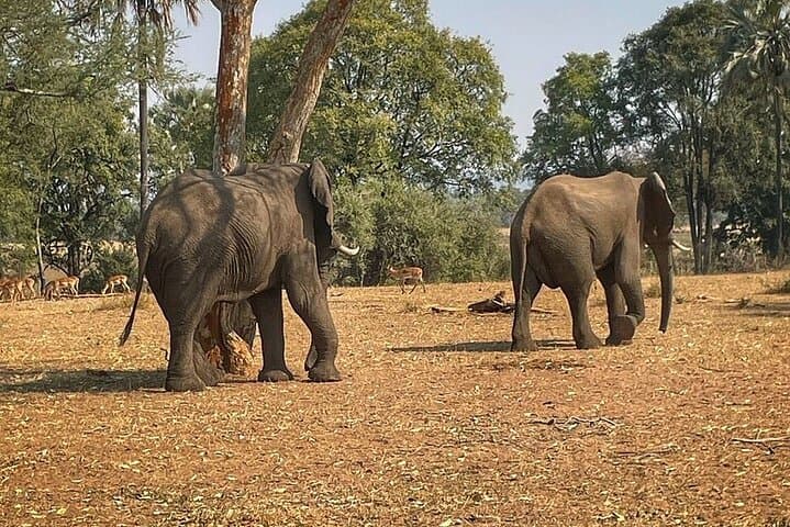 Upper Zambezi Float, Game Drive & White Rhino Walking Safari — Livingstone Adventure photo 5