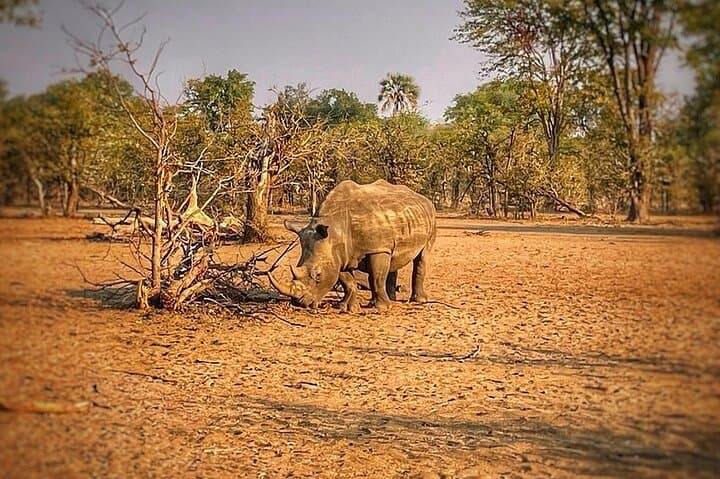 Upper Zambezi Float, Game Drive & White Rhino Walking Safari — Livingstone Adventure photo 6