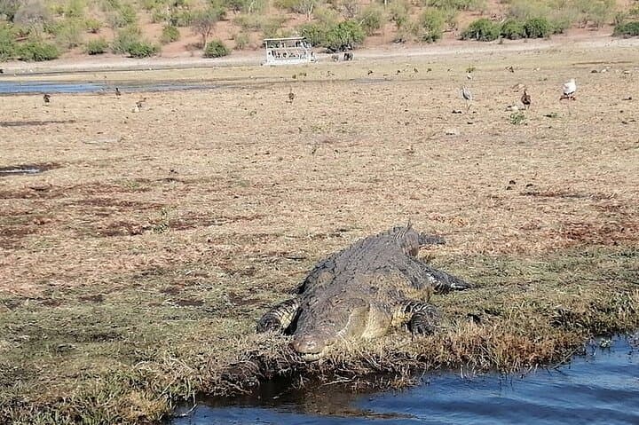 Chobe River Afternoon Boat Safari: Half-Day Wildlife Cruise from Kasane photo 6