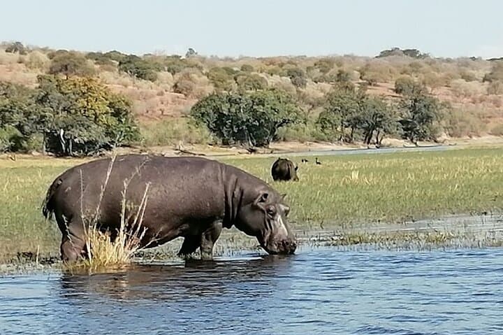 Chobe River Afternoon Boat Safari: Half-Day Wildlife Cruise from Kasane photo 4