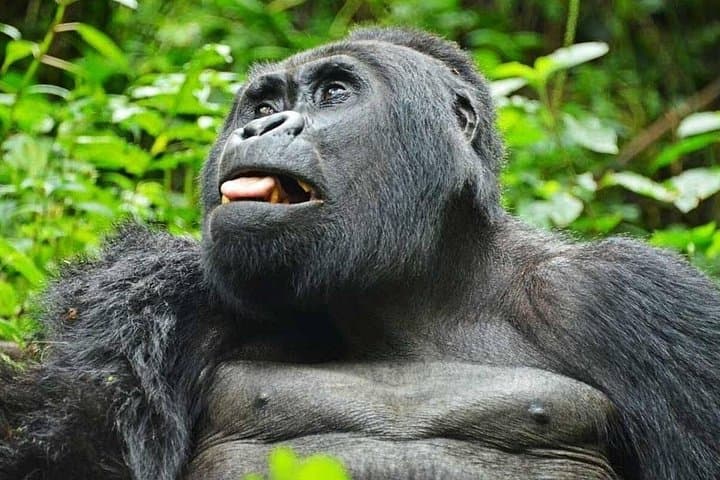 11-Day Pride of Uganda Safari: Gorilla, Chimpanzee & Big Five Wildlife Expedition