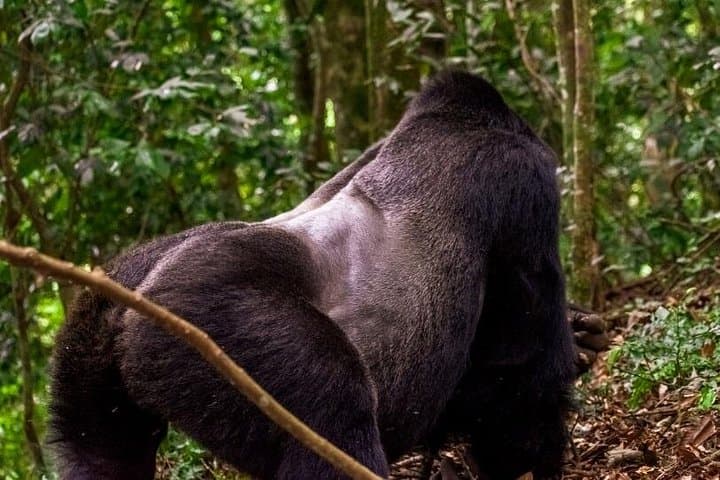 11-Day Pride of Uganda Safari: Gorilla, Chimpanzee & Big Five Wildlife Expedition photo 2