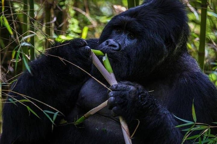 11-Day Pride of Uganda Safari: Gorilla, Chimpanzee & Big Five Wildlife Expedition photo 3