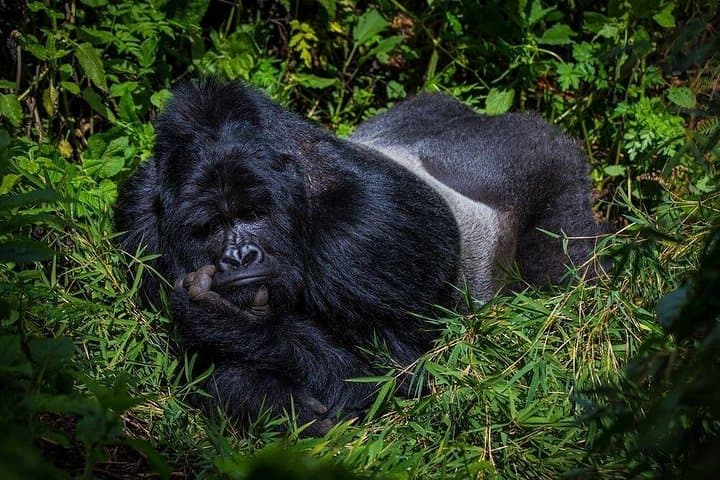 11-Day Pride of Uganda Safari: Gorilla, Chimpanzee & Big Five Wildlife Expedition photo 4