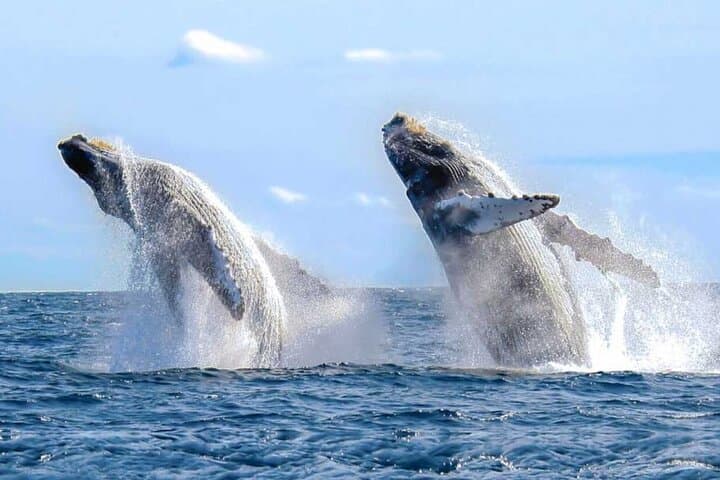 Cabo San Lucas Whale Watching: Morning Humpback Cruise & Arch Views photo 3