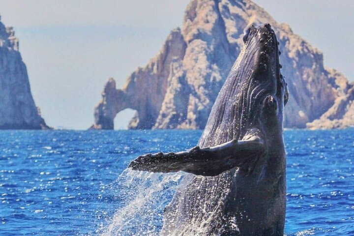 Cabo San Lucas Whale Watching: Morning Humpback Cruise & Arch Views photo 5