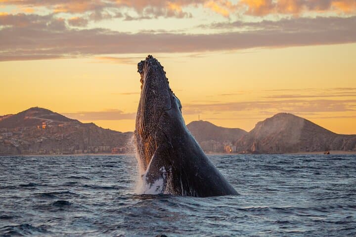 Cabo San Lucas Whale Watching: Morning Humpback Cruise & Arch Views