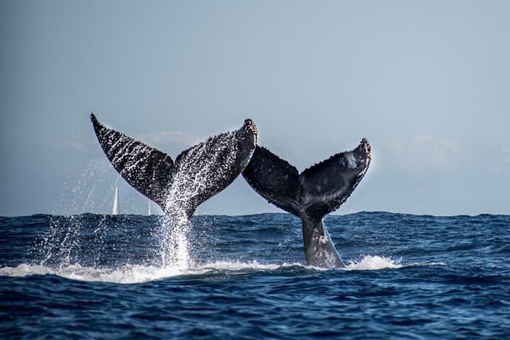 Cabo San Lucas Whale Watching: Morning Humpback Cruise & Arch Views photo 6