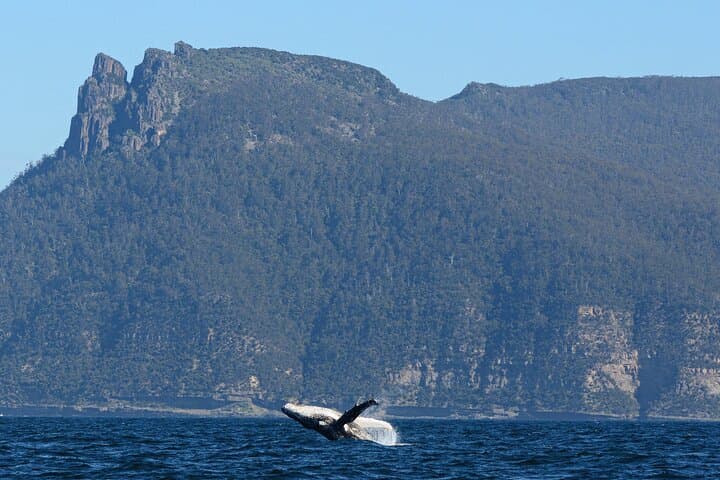 Maria Island & Ile Des Phoques Cruise: Seals, Wombats and Convict History photo 5