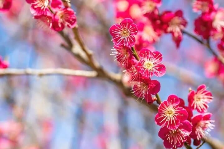 Izu Private Car Tour: Kawazu Cherry Blossoms, Atami Plum Garden & Strawberry Picking photo 3