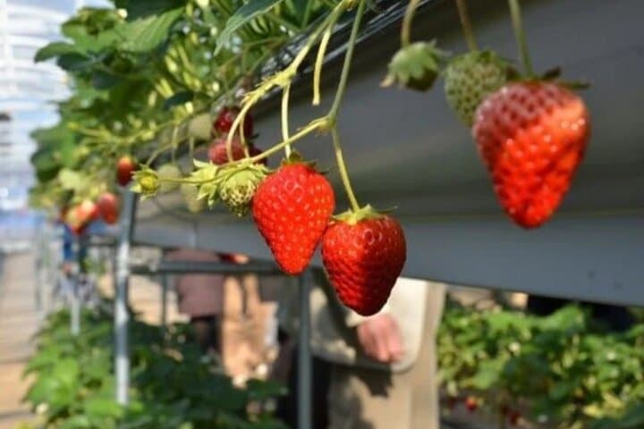 Izu Private Car Tour: Kawazu Cherry Blossoms, Atami Plum Garden & Strawberry Picking photo 4