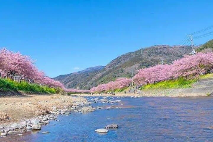 Izu Private Car Tour: Kawazu Cherry Blossoms, Atami Plum Garden & Strawberry Picking photo 2