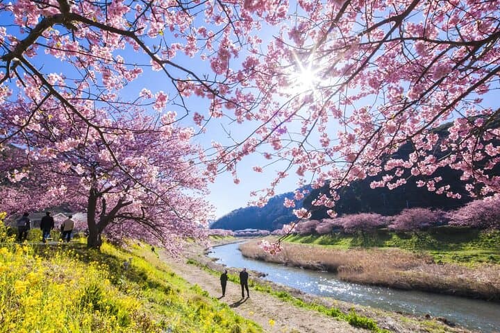 Izu Private Car Tour: Kawazu Cherry Blossoms, Atami Plum Garden & Strawberry Picking photo 1
